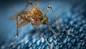 Close-up of a mosquito on fabric, highlighting the potential nuisance and risk of windshield damage from swatting mosquitoes while driving.